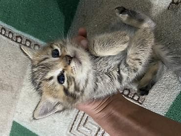 кой овца баран ягненок: Кошка даром: Британская короткошёрстная, 1 месяц, Мальчик, Проглистована — 6