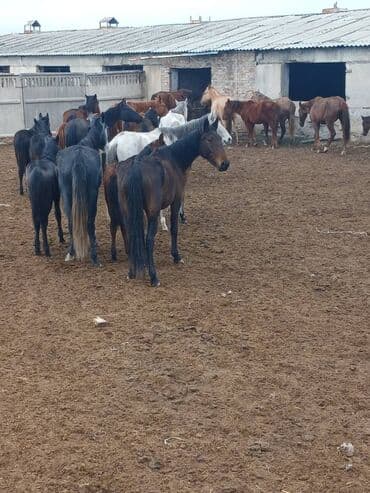 купить домик для кошки недорого: Продаю | Кобыла (самка) | Для разведения | Племенные — 5