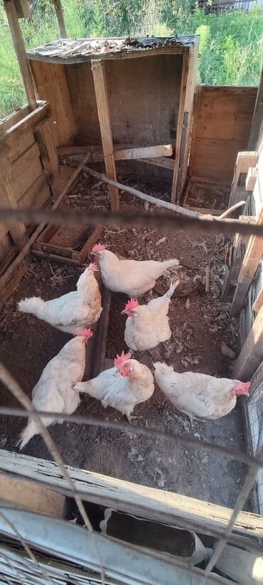 оборудование для кур несушек: Продаю | Куры | Для разведения — 2