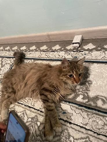 кошка каракол: Домашние кошки с длинной шерстью - Пушистые, длинношёрстные кошки с — 2