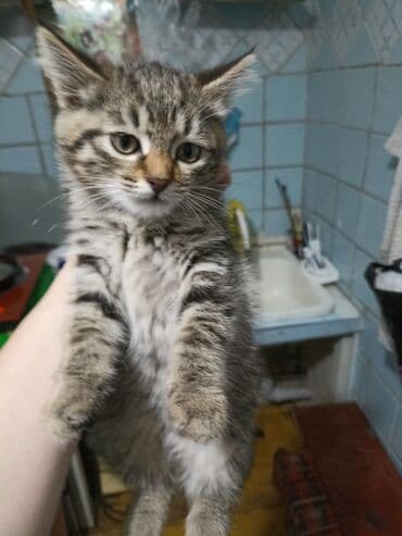 отдам в добрые руки котенка: Котята . отдам в хорошие руки. - На фото — помет из трёх котят: два — 5