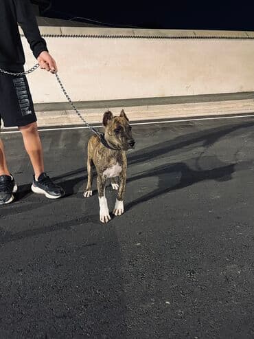 звонок собака фото: Питбуль, 4 месяца, Самец, С прививкой — 2