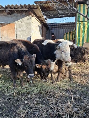 сколько стоит порода собаки доберман: Продаю | Музоо, торпок | На откорм — 2