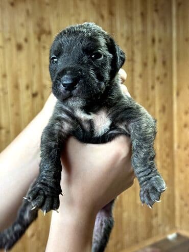 бульдоги: Щенки Канарского Дога (Presa Canario) С документами, прививками 8 — 29