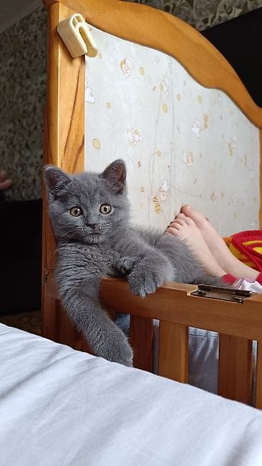 британская короткошерстная кошка цена: Породистый британский короткошерстный котёнок, окраса голубой (плотный — 6