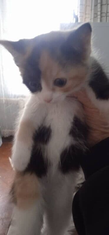 коты токмок: Кошка даром: Беспородная, 1 месяц, Девочка, Приучена к лотку — 3