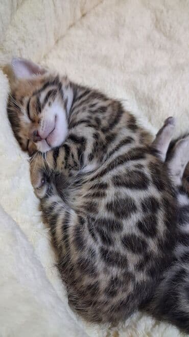 корм для кошек и котят: Бенгальская, 1 месяц, Девочка, Приучена к лотку — 13