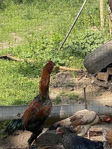 кыргыз иттер: Сатам | Короздор | Тебиштирүүчү | Көбөйтүү үчүн — 4