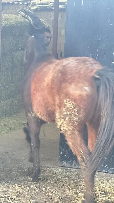 боз бээ: Продаю | Жеребец — 2