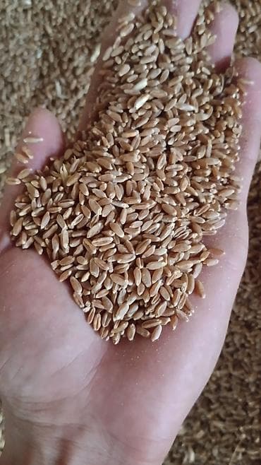 Корма для с/х животных: Кукуруза 🌽 24 фурага .Арпа 23.50.буудай 22.30.таза курук.васап номерге — 6