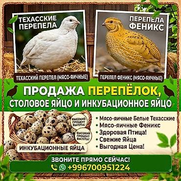 Продаю | Цыплята, Инкубационные яйца at lalafo.kg Продаю | Цыплята, Инкубационные яйца