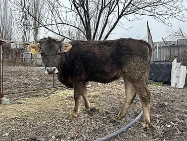 Продаю | Тёлка | Швицкая at lalafo.kg Продаю | Тёлка | Швицкая