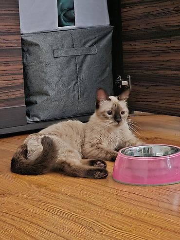 симс: Кошка даром: Сиамская, 4 месяца, Девочка — 1