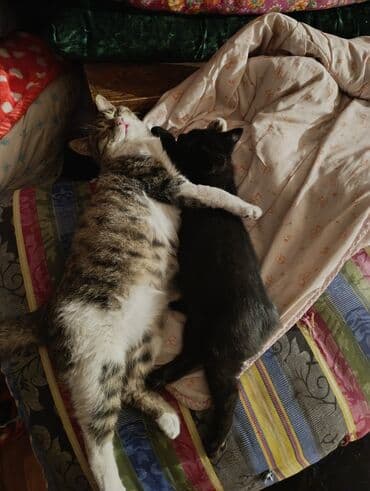 шотландские вислоухие котята в бишкеке: Беспородная, 5 месяцев, Девочка, Белый, Кастрирована, Приучена к лотку, Проглистована — 9