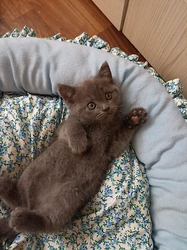 Кошки: Британские короткошёрстные котята родились 25 июня. Привиты есть — 3