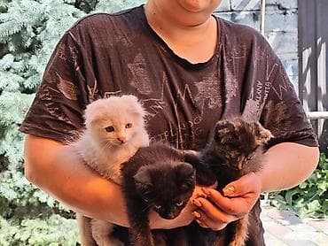 тайские кошки цена: Котята домашние, приплод от одной кошки. Возраст примерно 1–1,5 месяца — 3