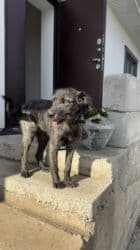 дом для собака: Отдам щенка даром, в добрые, любящие руки. Девочка 6 месяцев в крови — 6