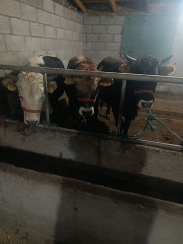 животные птицы: Продаю | Бык (самец) | На откорм | Привязанные — 2