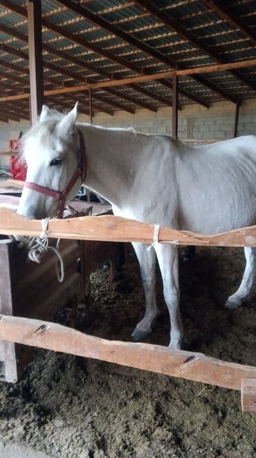 сколько стоит собака породы доберман: Сатам | Бээ (ургаачы) | Көбөйтүү үчүн — 1