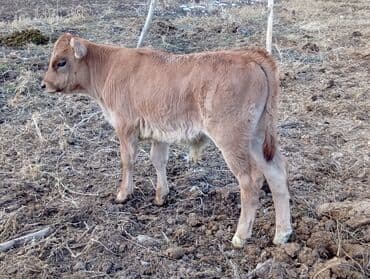 кой бишкек: Сатам | Бука (эркек), Музоо — 2