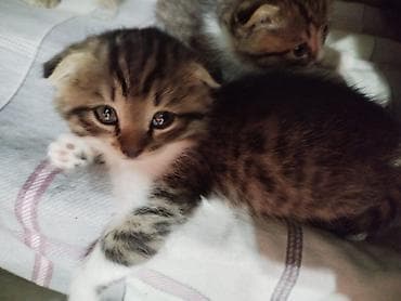 продаю собак: Котёнок Описание: - Очаровательные полосатые малыши с крупными — 2