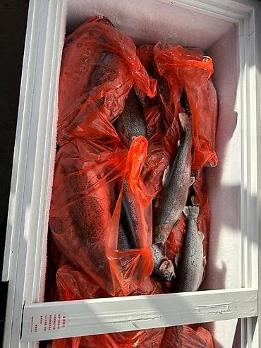 Мёд: Свежезамороженная форель, целая, мясо красное, кормилась европейскими — 2