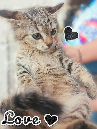fermer kg: Срочно ищем дом для котят! Четыре милых котенка (3 мальчика и 1 — 1