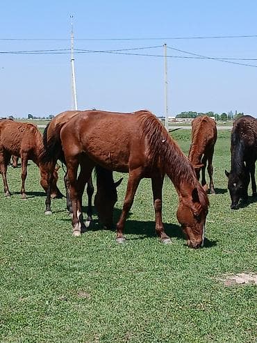кой обмен: Продаю | Кобыла (самка) | Для разведения | Племенные, Осеменитель, Мерин — 3