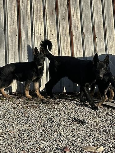 с мыкан: ВЯЗКА! Не продажа. Всем доброго времени суток друзья, предоставляю к — 2