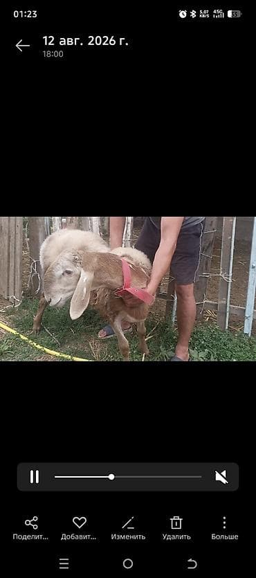 белая вислоухая кошка: Продаю | Баран (самец) | Арашан | Для разведения | Племенные — 7