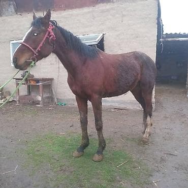 жеребец пони: Продаю | Конь (самец), Жеребец | Полукровка, Першерон, Дончак | Рабочий, Конный спорт | Племенные — 1