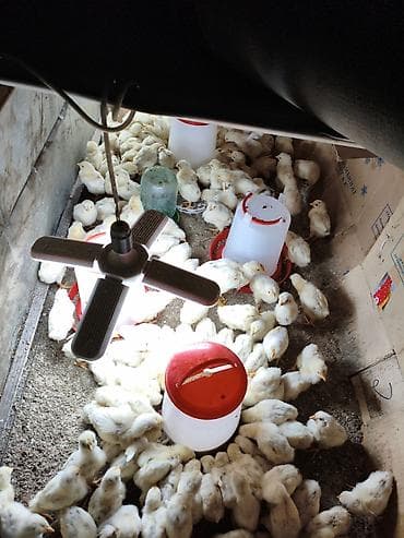 голуби животные: Продаю | Цыплята | На забой — 4