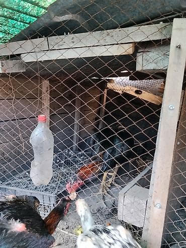 Продаю | Петух | Бойцовая | Для разведения