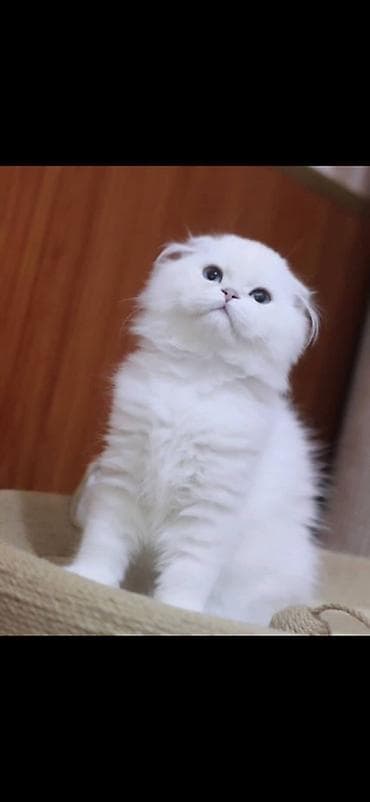 кошки котята: Скотиш Фолд (Шотландская вислоухая), 11 месяцев, Мальчик, Белый, Приучена к лотку — 1