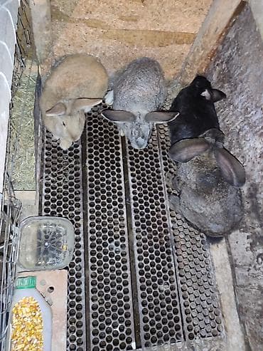 тазы собака: Сатам | Коендун бөжөктөрү | Көбөйтүү үчүн — 1