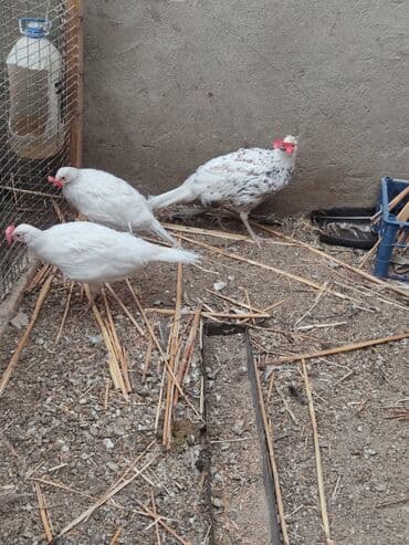 купить инкубационное яйцо с доставкой в регионы: Фазан декоративный, белый (возможно серебристый вариант окраса) — 4