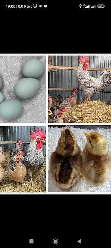 Инкубационное яйцо от кур породы Плимутрок и Легбар. - Породы