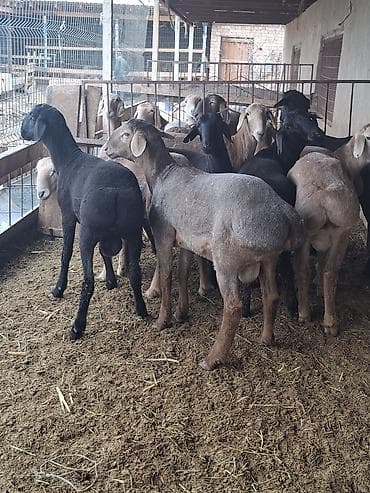 кролики цена: Продаю | Овца (самка) | На забой — 6