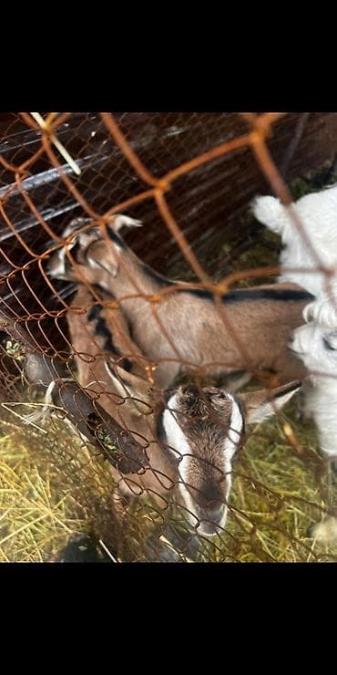 кони пони: Продаю | Козлёнок | Для разведения | Племенные — 3