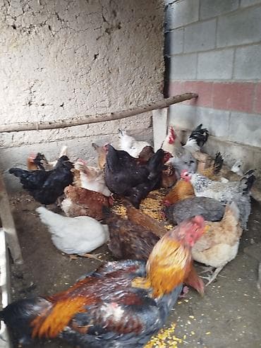 Тооктор сатылат активный жаш 26 тоок 2 короз бар алмашу жолдору бар