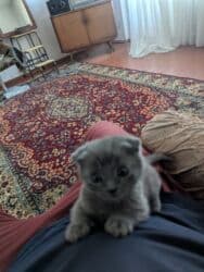 сколько стоит щенок чихуахуа: Скотиш Фолд (Шотландская вислоухая), 1 месяц, Мальчик, Серый, Приучена к лотку — 3