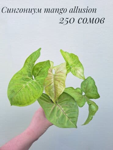 орхидеи сколько стоят: • Комнатные растения (укоренённые черенки/детки/молодые — 9