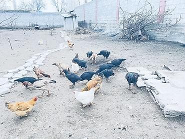 Кошки: Продаю бойцовых Курочек 
Звоните на телефон номер Вацап — 5