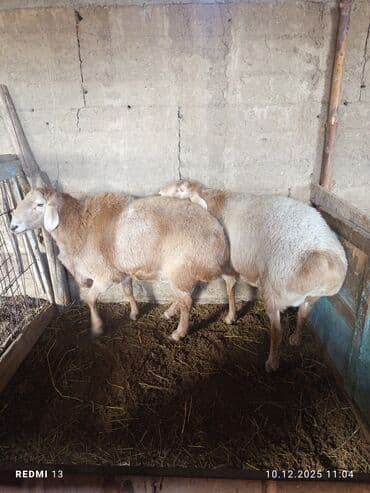 Грызуны: Продаю | Овца (самка) | Для разведения | Матка — 1