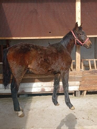 Грызуны: Продаю | Жеребенок | Для разведения — 1