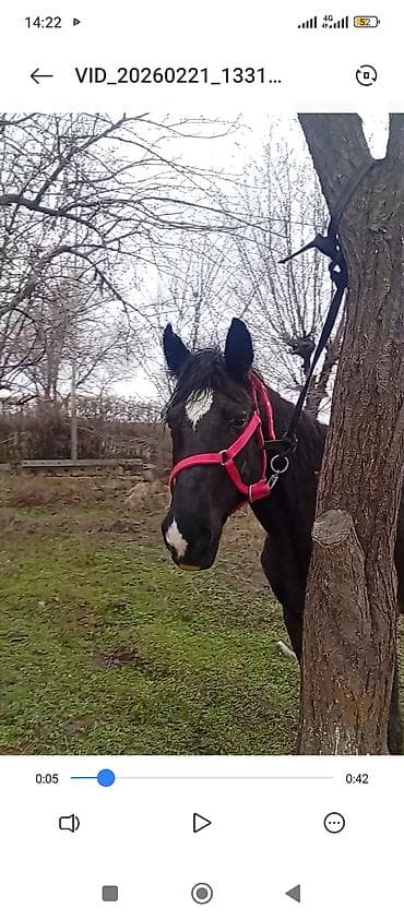 тай жеребец: Продаю | Кобыла (самка) | Для разведения — 4