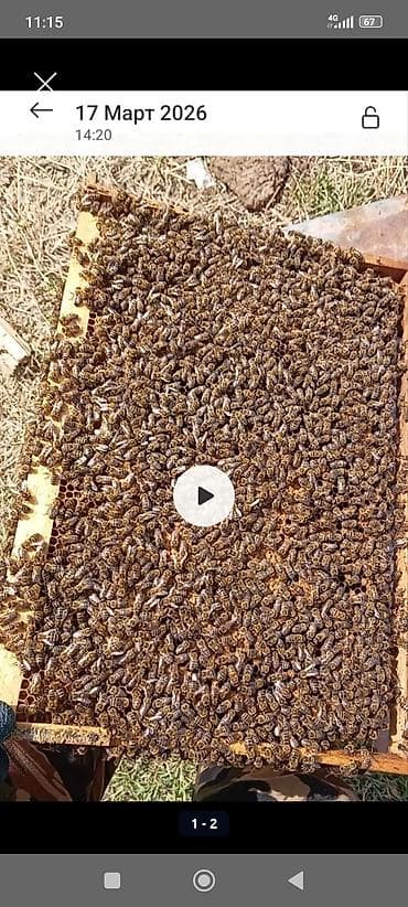 натуральный мёд: Продаю Пчелопакеты/пчелиные семьи на рамках Дадана и рута - Порода — 2