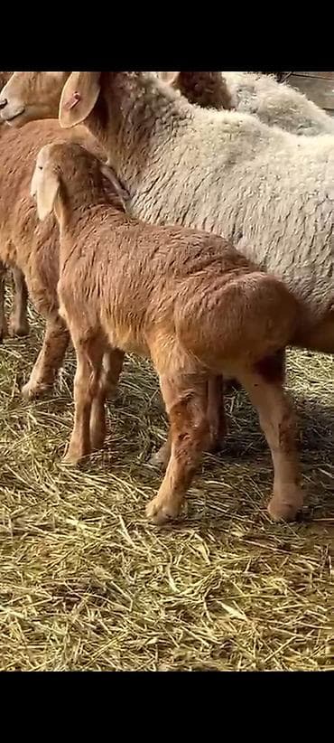 Другие животные: Продаю | Ягненок | Для разведения | Племенные — 2