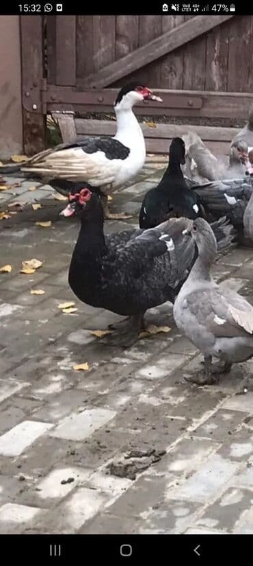 животные в добрые руки: Мускусные утки (индоутки), молодняк и взрослые особи разных окрасов — 4