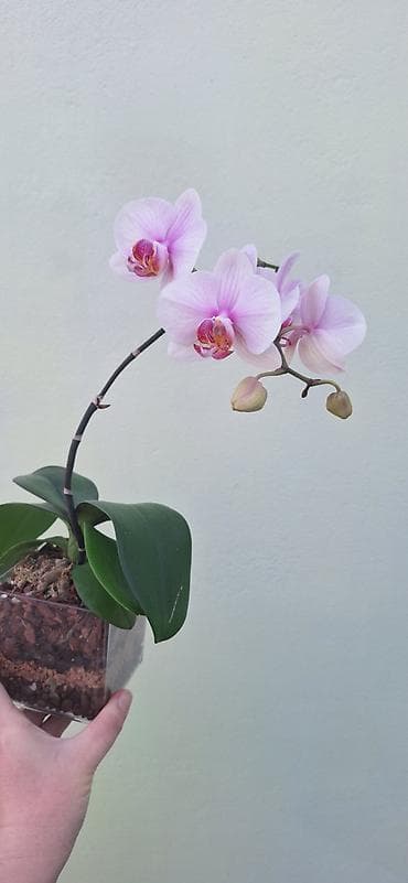 Кеңсе буюмдары: Орхидея фаленопсис в прозрачном пластиковом кашпо. - Окраска цветов — 3
